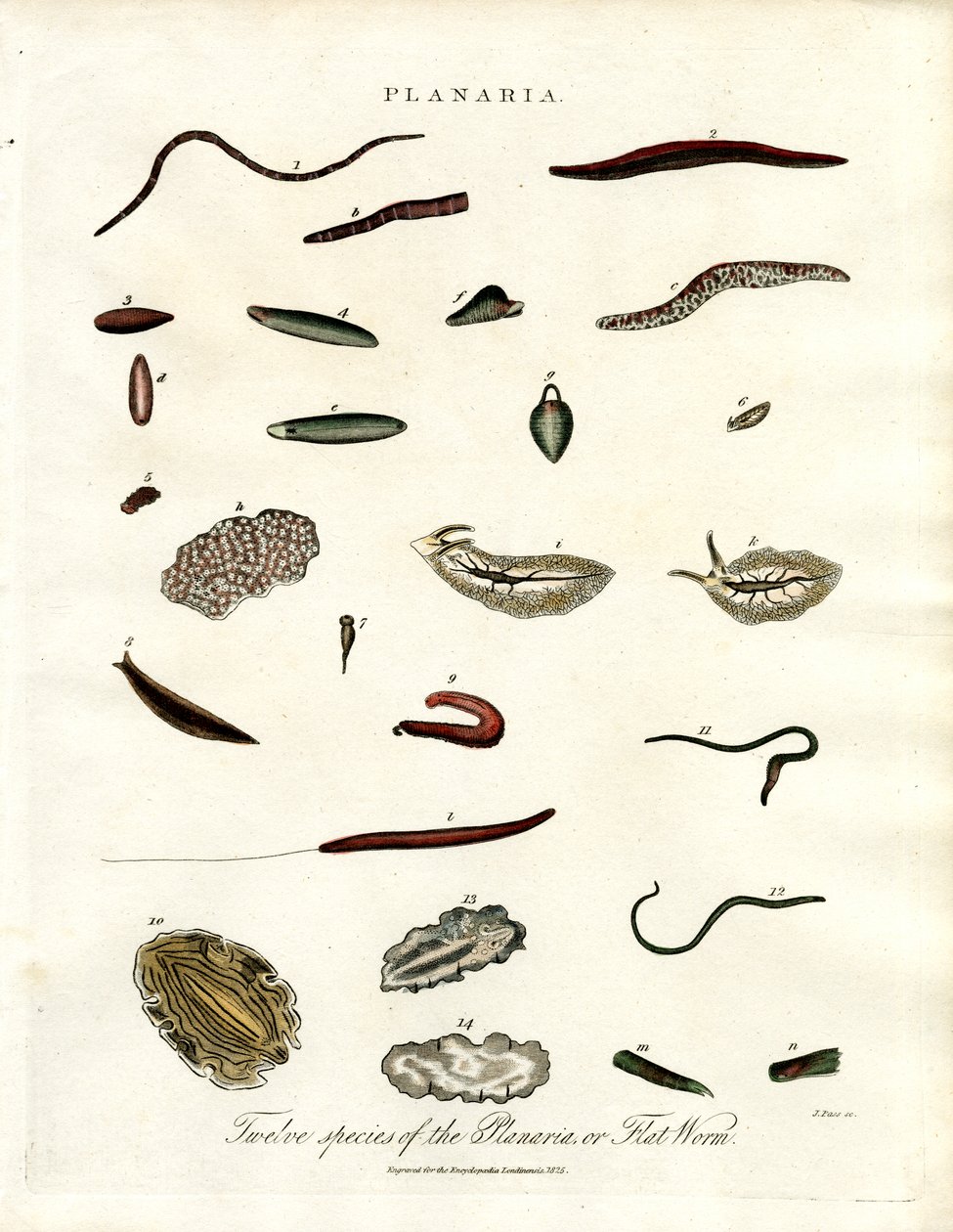 Planaria - Tolv arter av flatorm av John Pass