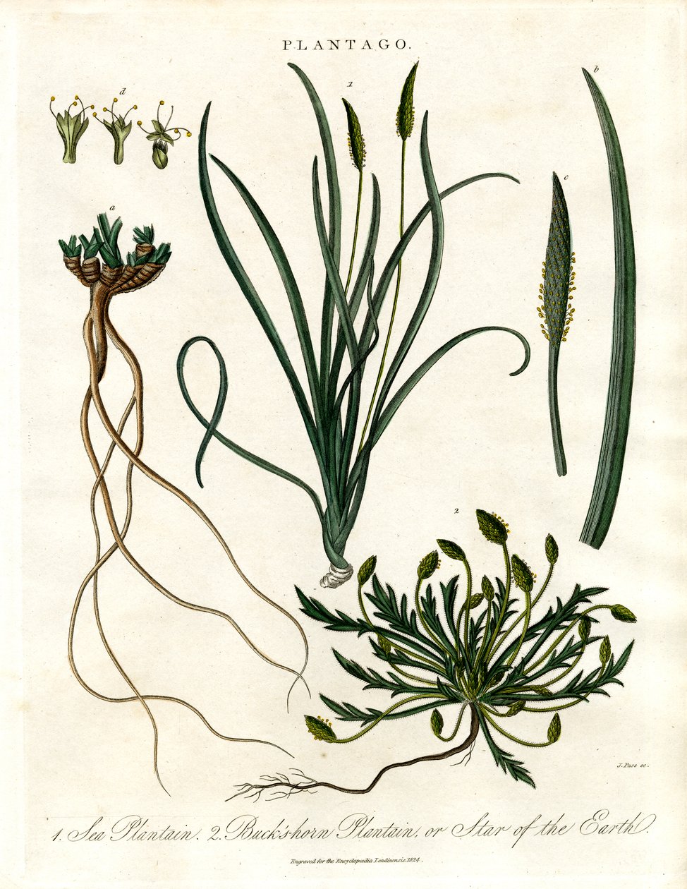 Plantago-arter av John Pass