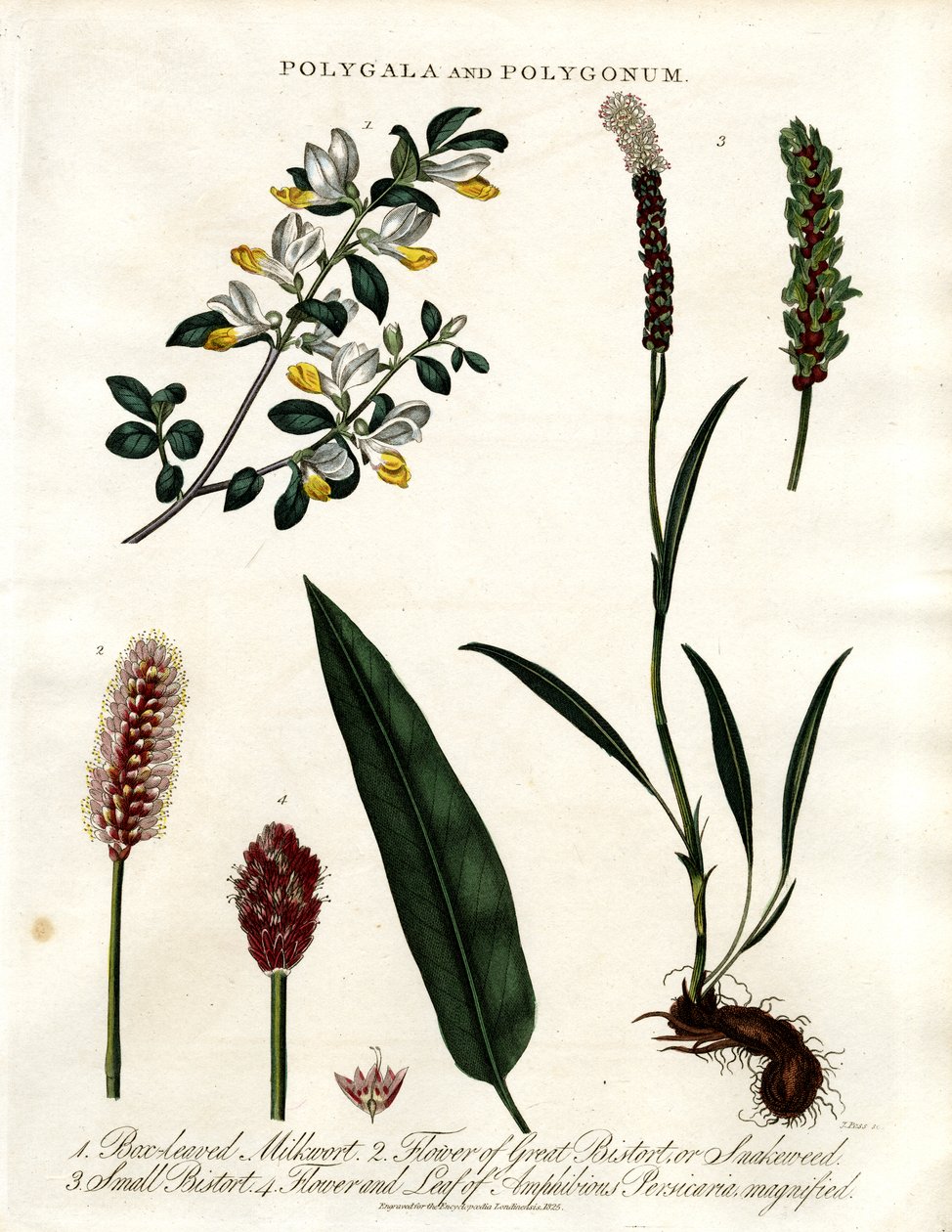 Polygala og Polygonum av John Pass