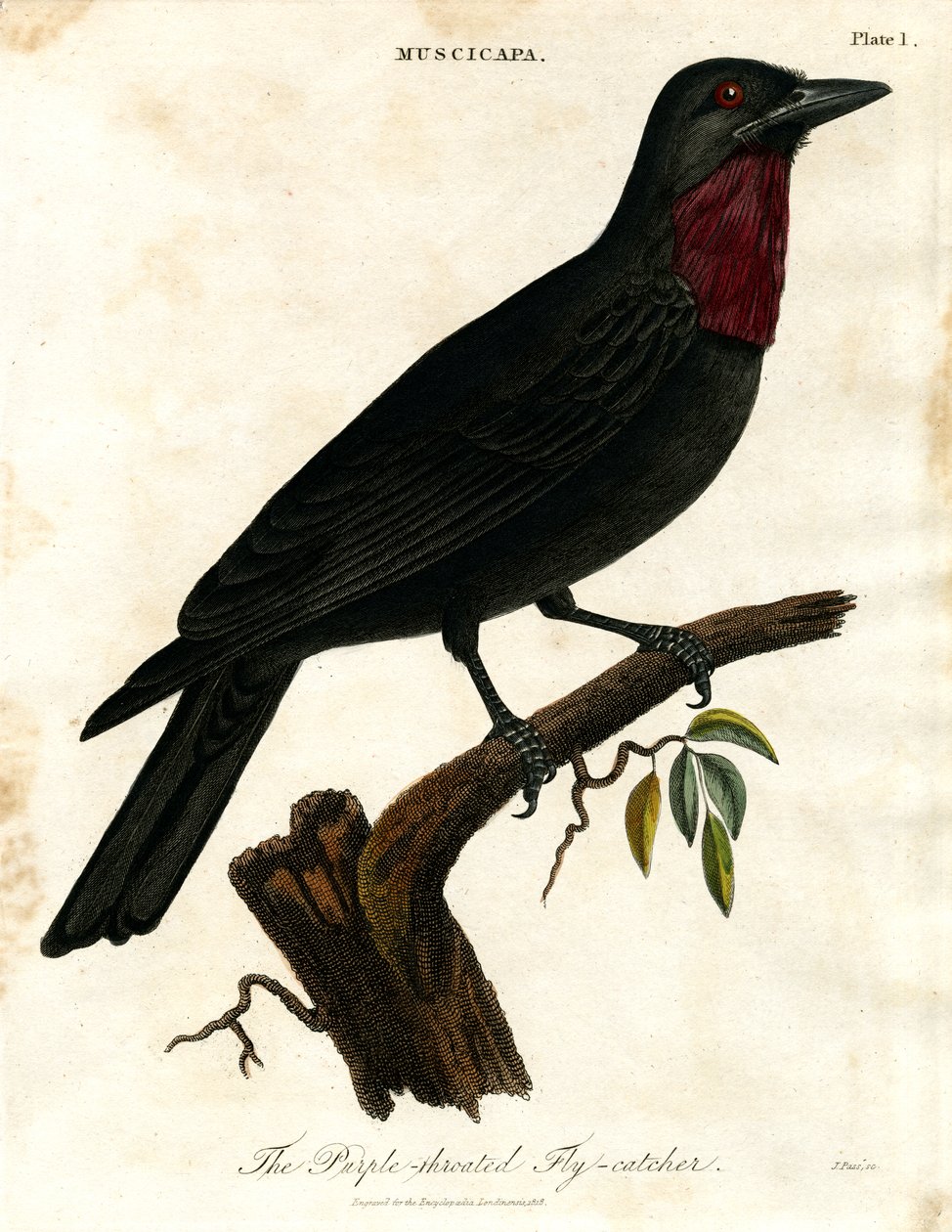 Purpurstrupefluesnapper (Muscicapa) av John Pass