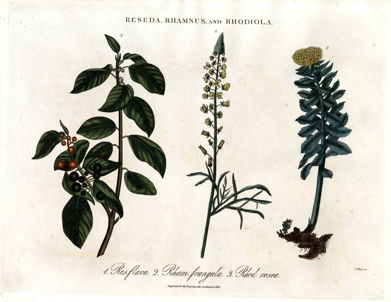 Reseda; Rhamnus og Rhodiola av John Pass