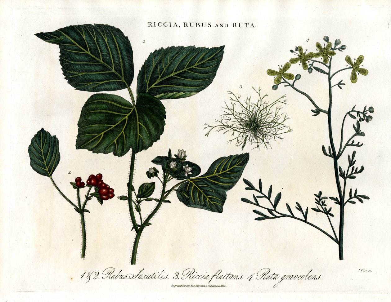 Rubus og Ruta av John Pass