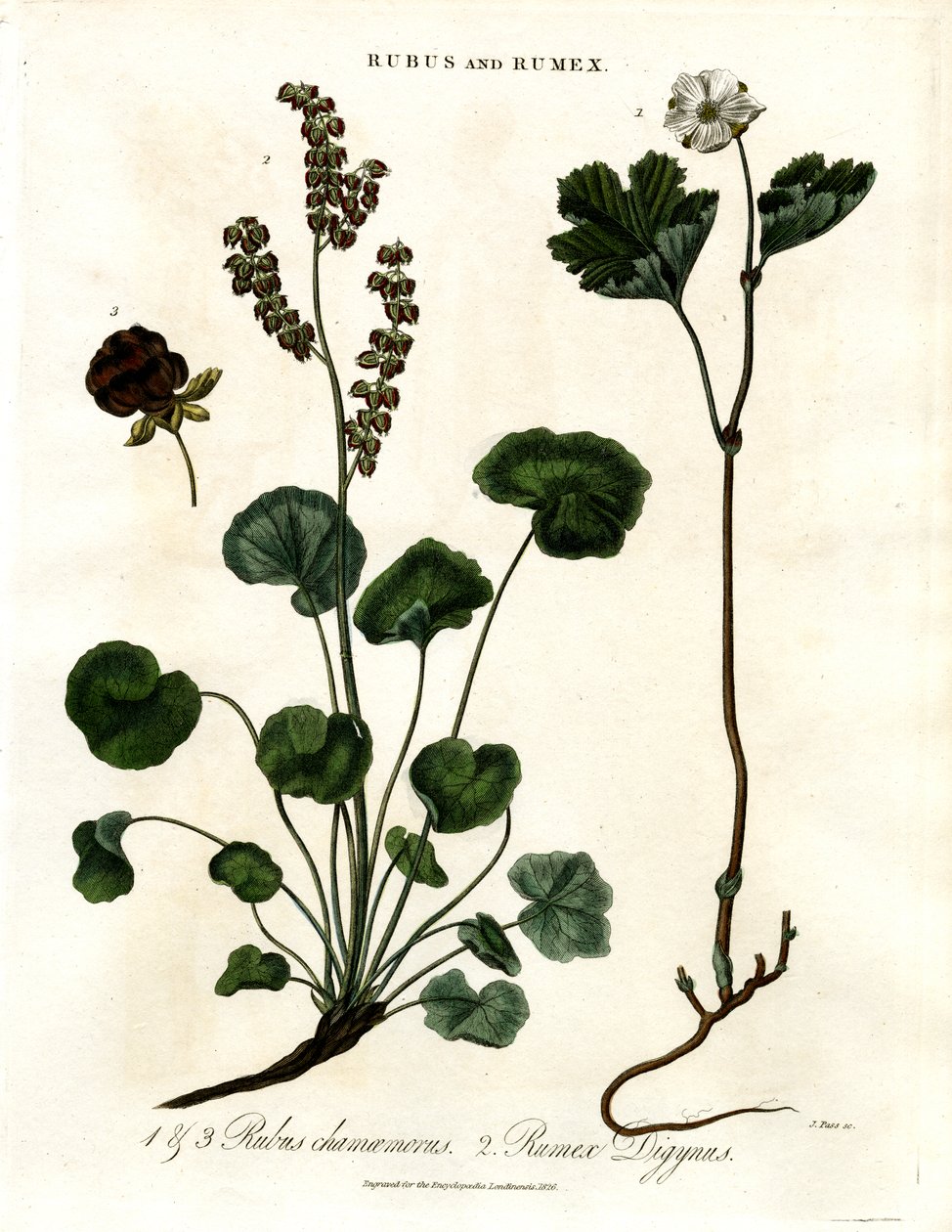 Rubus og Rumex: Multebær og fjellsyre av John Pass