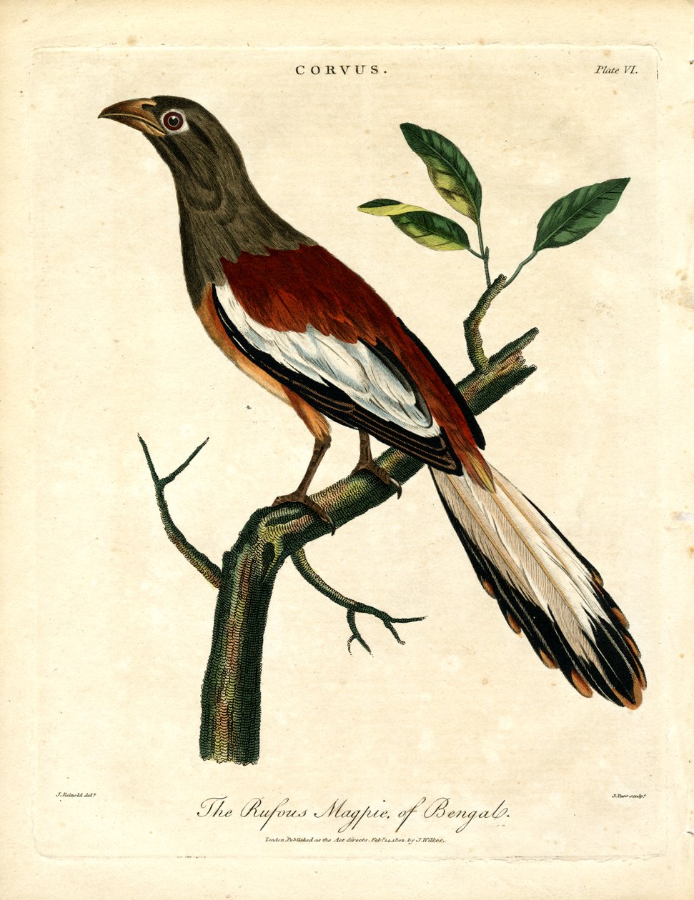 Rufous Magpie of Bengal av John Pass