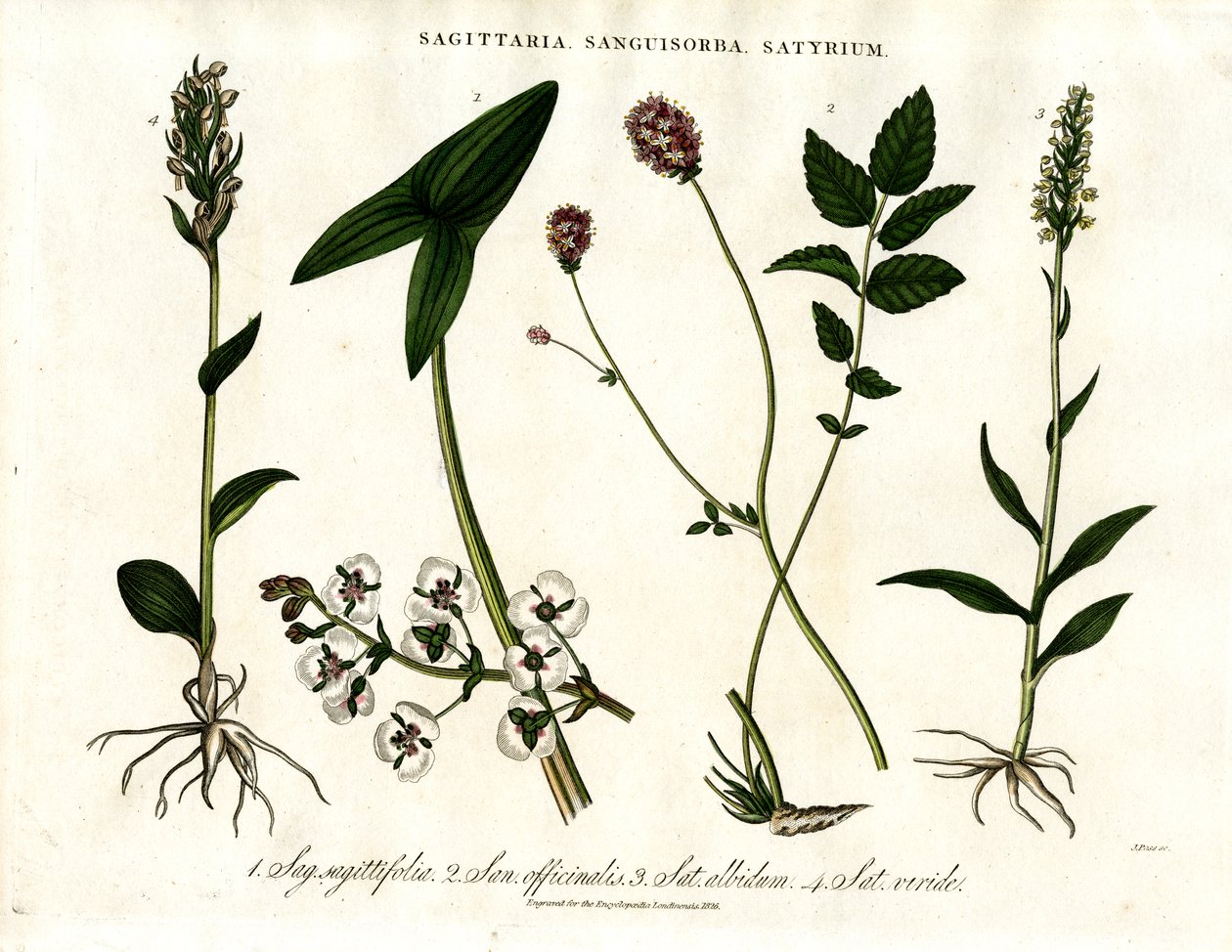 Sagittaria; Sanguisorba og Satyrium: Botanisk representasjon av ulike plantearter av John Pass