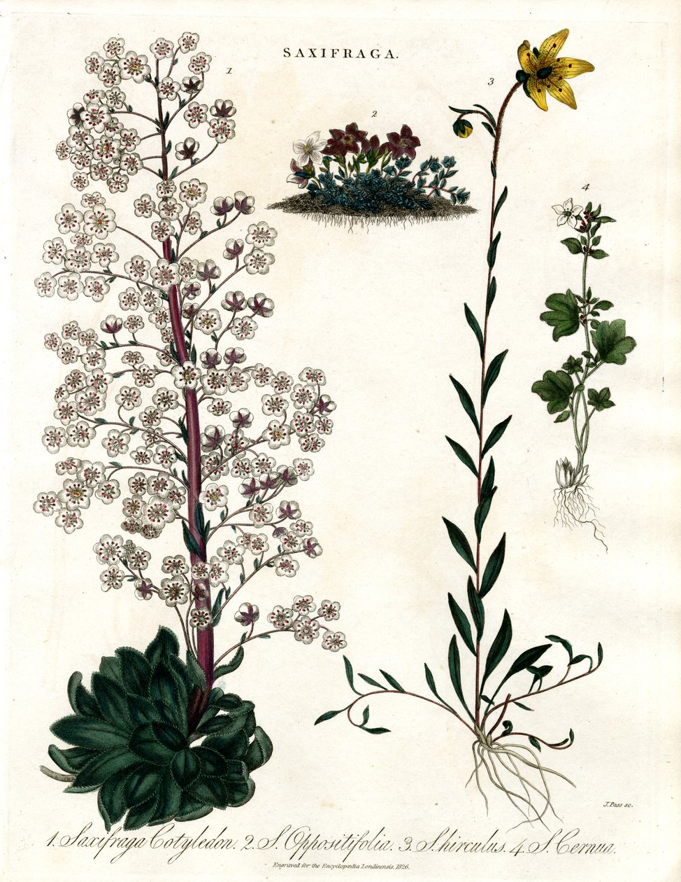 Saxifraga-arter av John Pass