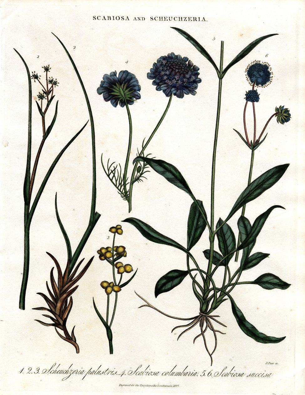 Scabiosa og Scheuchzeria av John Pass