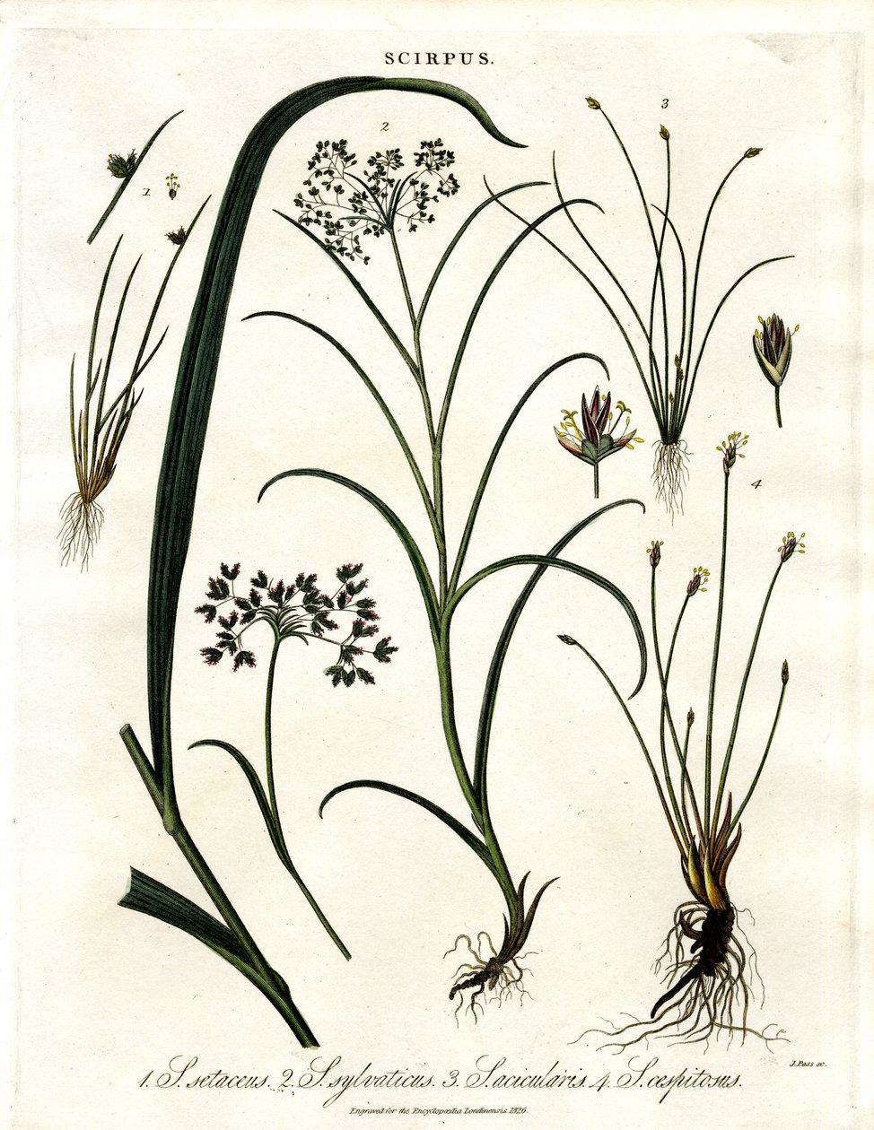 Scirpus-arter av John Pass