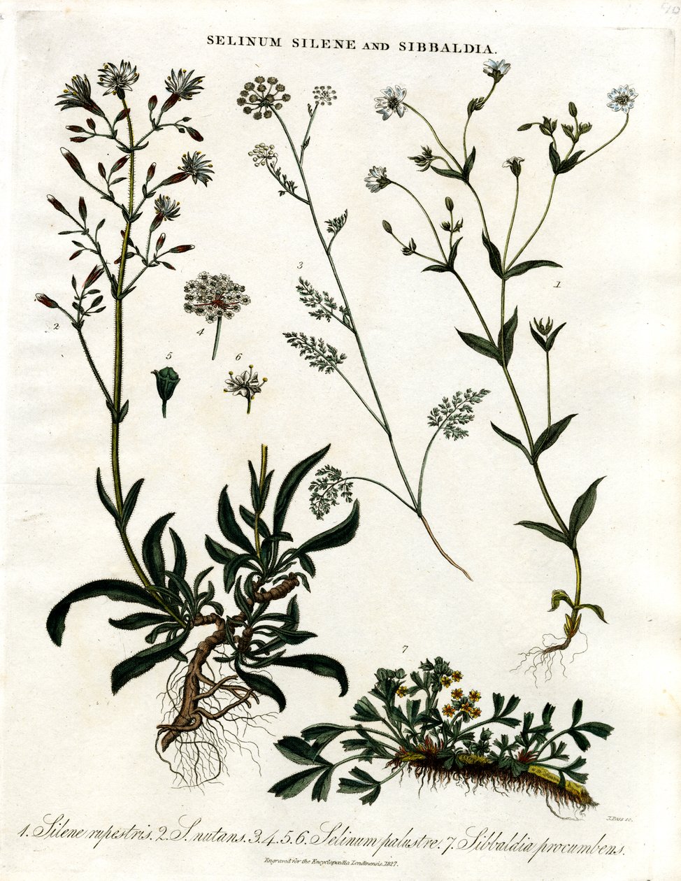 Selinum; Silene og Sibbaldia av John Pass