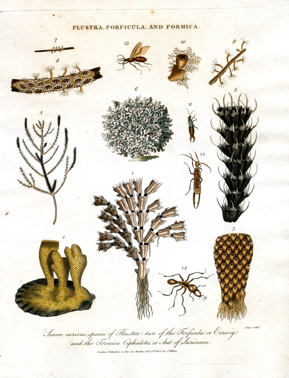 Syv kuriøse arter av Flustra; to av Forficula eller saksedyr; og Formica Cephalotes; eller maur fra Surinam av John Pass