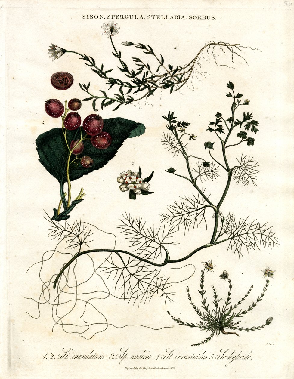 Sison;Spergula;Stellaria;Sorbus av John Pass