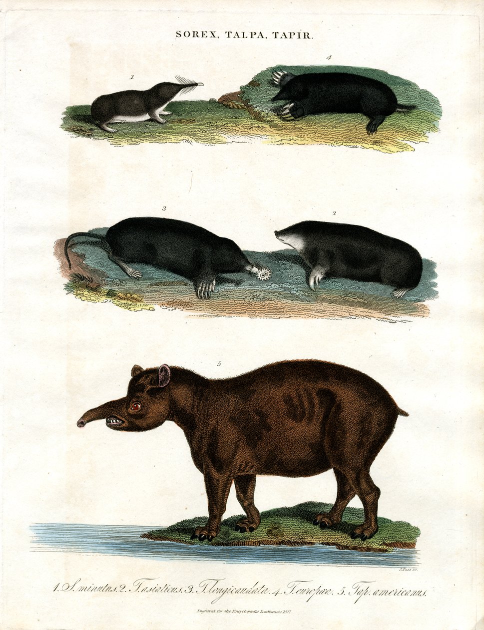 Sorex; Talpa; Tapir: Spissmus; Muldvarper og Tapirer av John Pass