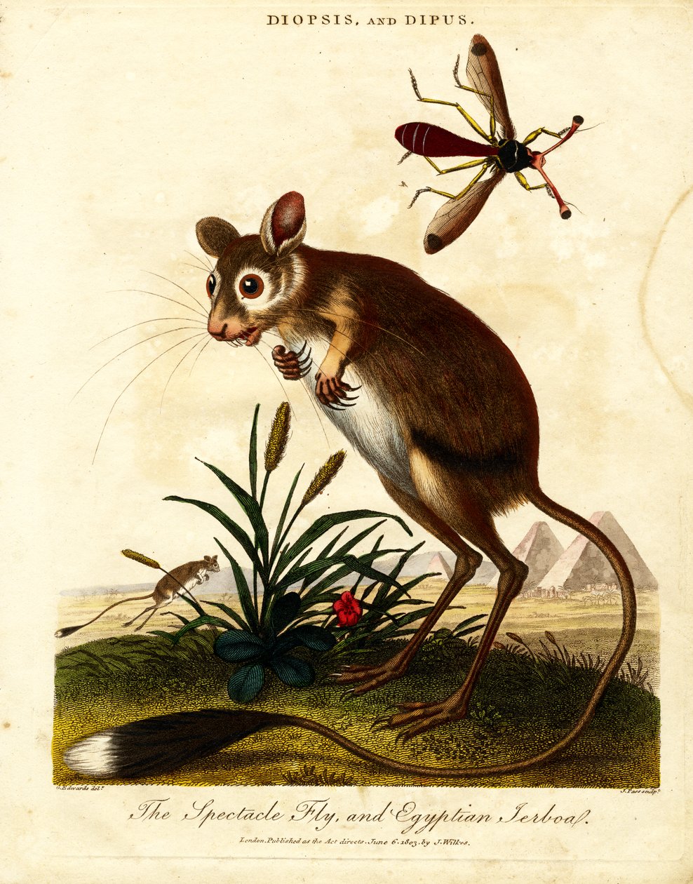 Brilleflue og egyptisk jerboa av John Pass