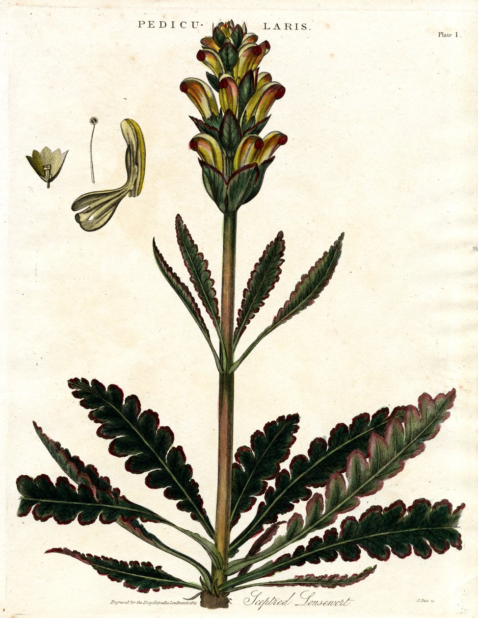 Teksturert lusurt (Pedicularis) av John Pass