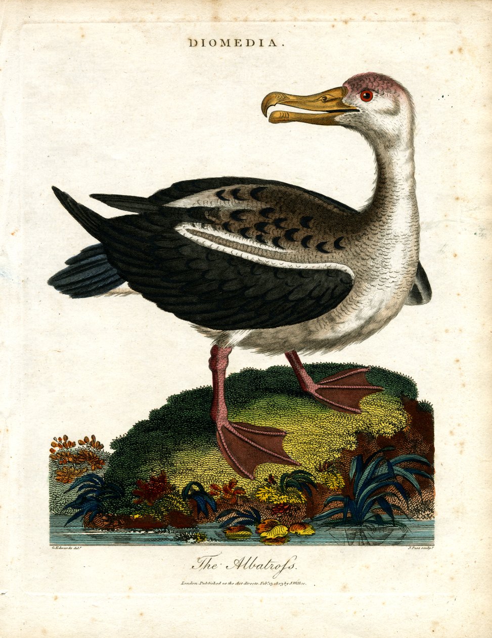 Albatrossen av John Pass