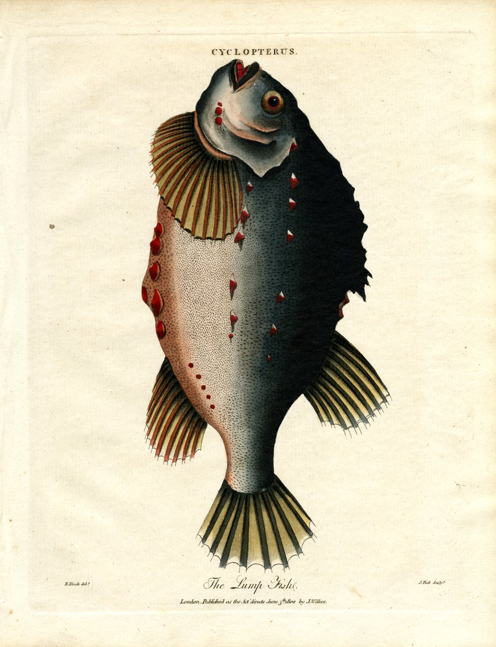 Klumpfisken av John Pass