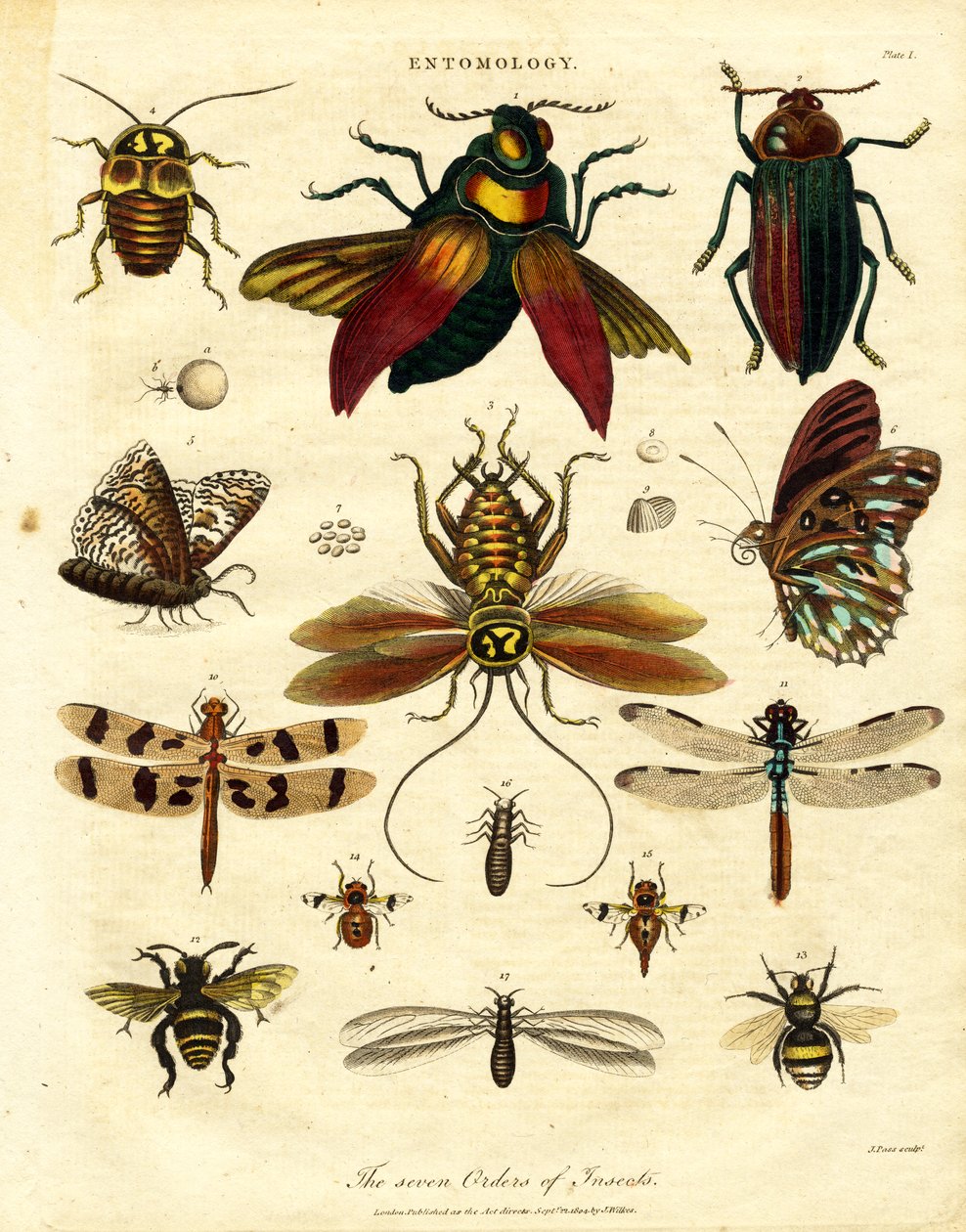 De syv insektordenene av John Pass