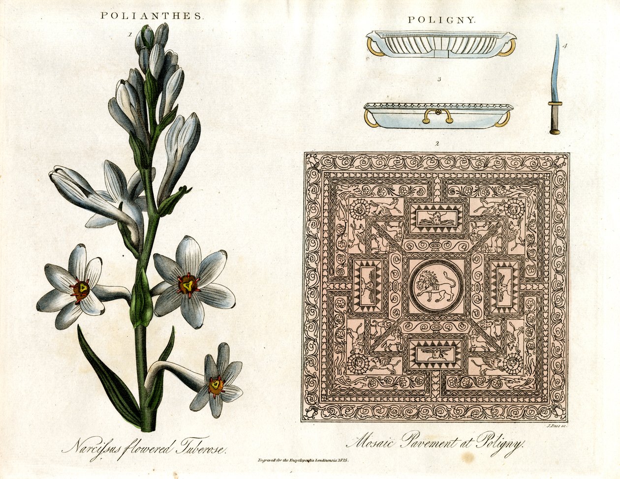 Tuberose og romersk mosaikk av John Pass