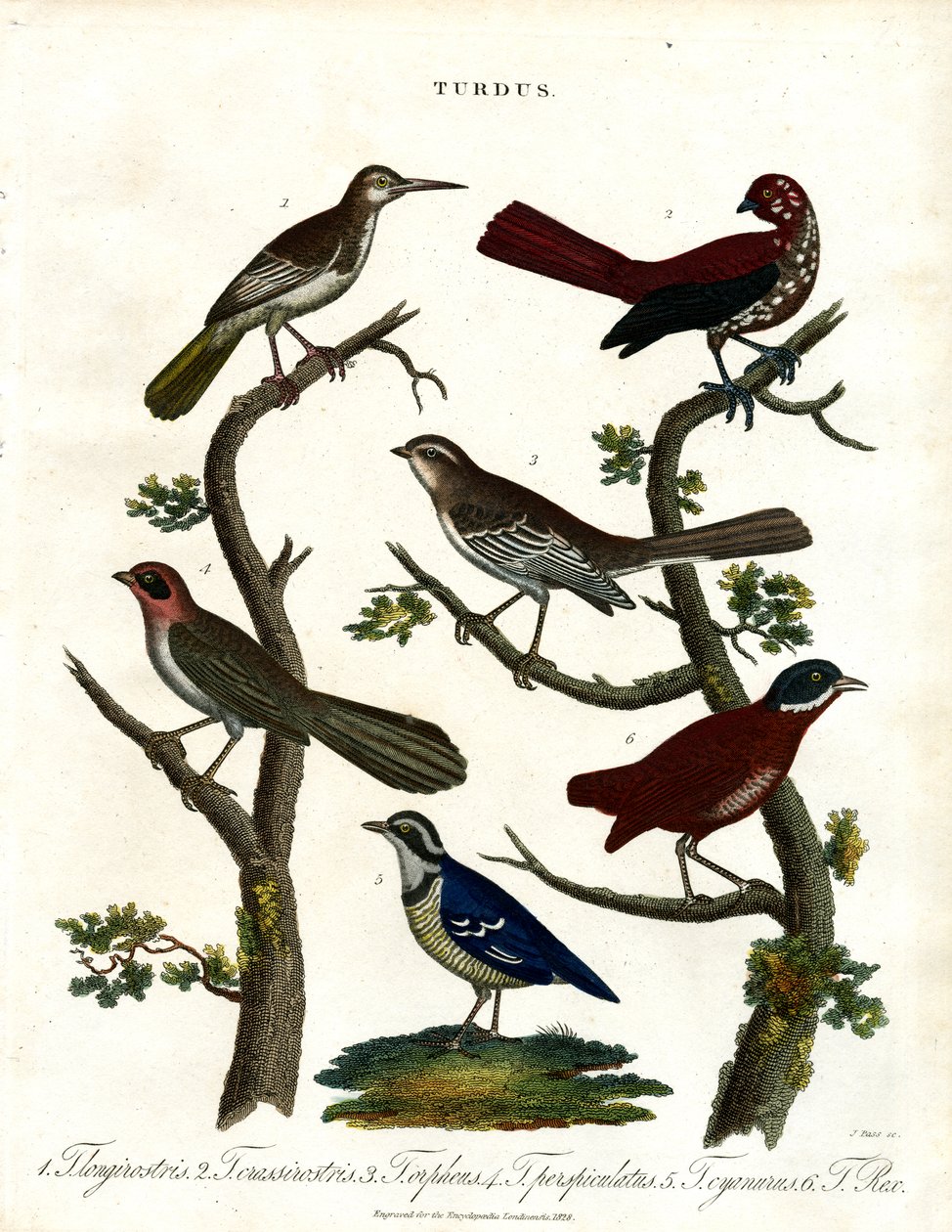 Ulike trostearter (Turdus) av John Pass