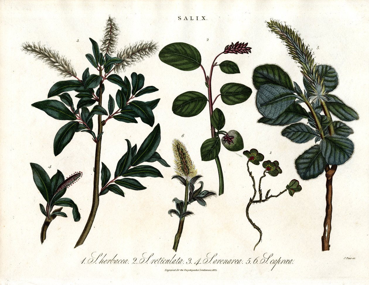 Ulike pilearter (Salix) av John Pass