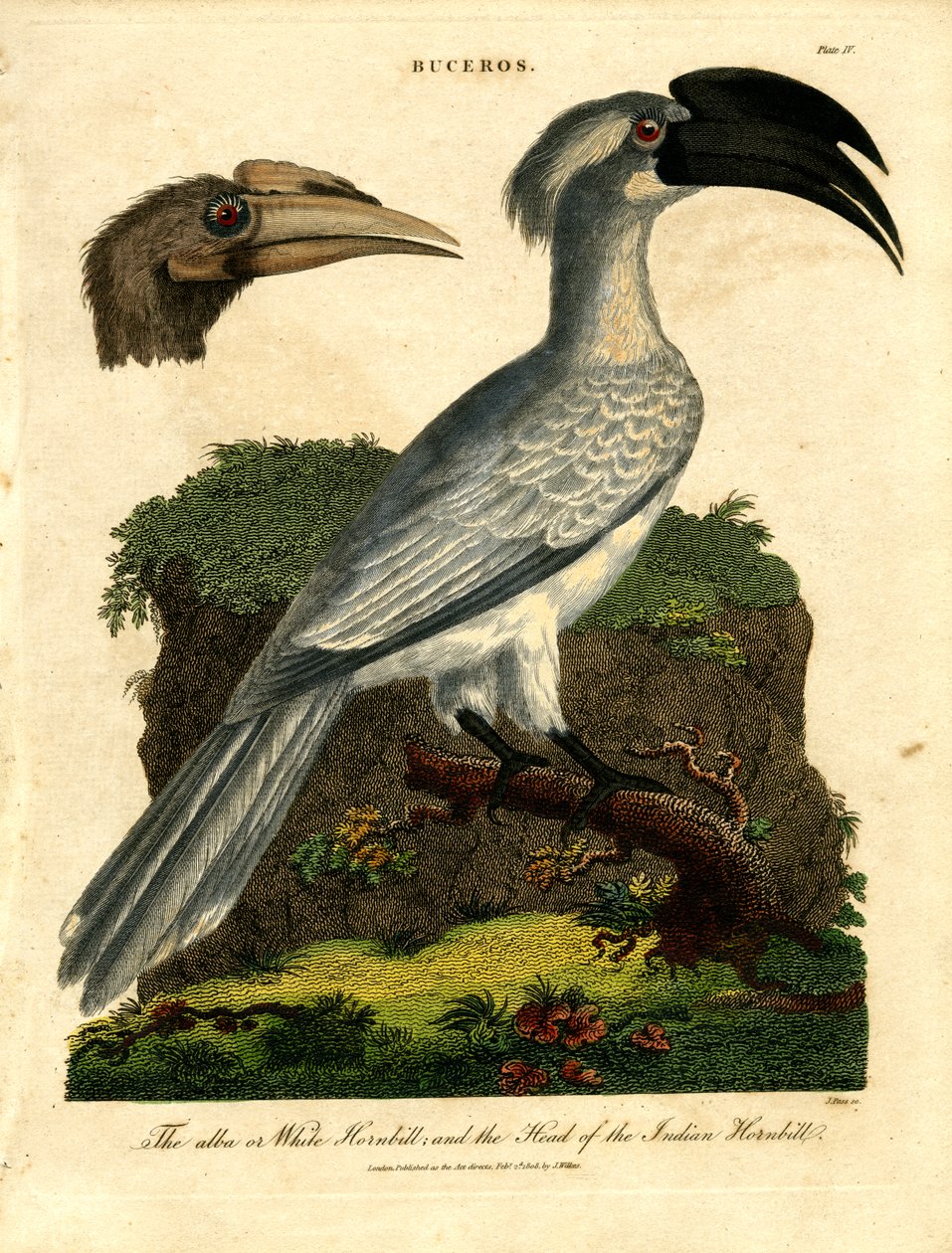 Hvit hornbill og indisk hornbill av John Pass