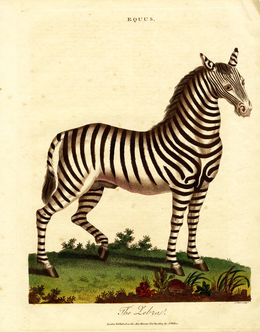 Sebra (hest) av John Pass