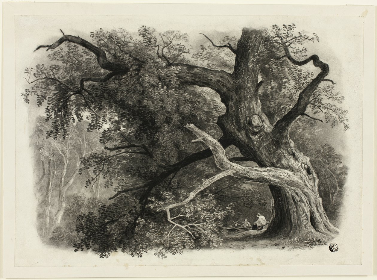 Gammelt tre i Billah - Sherwood-skogen av John Rawson Walker