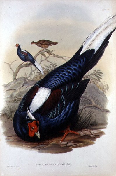 Euplocomus Swinhoii, gravert av Walter & Cohn, London, pub. mellom 1850-83 (håndfarget litho) av John and Richter Henry Constantine (after) Gould