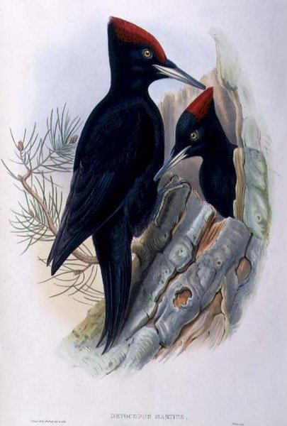 Stor svart spett (Dryocopus Martius) (håndfarget litho) av John and Richter Henry Constantine (after) Gould