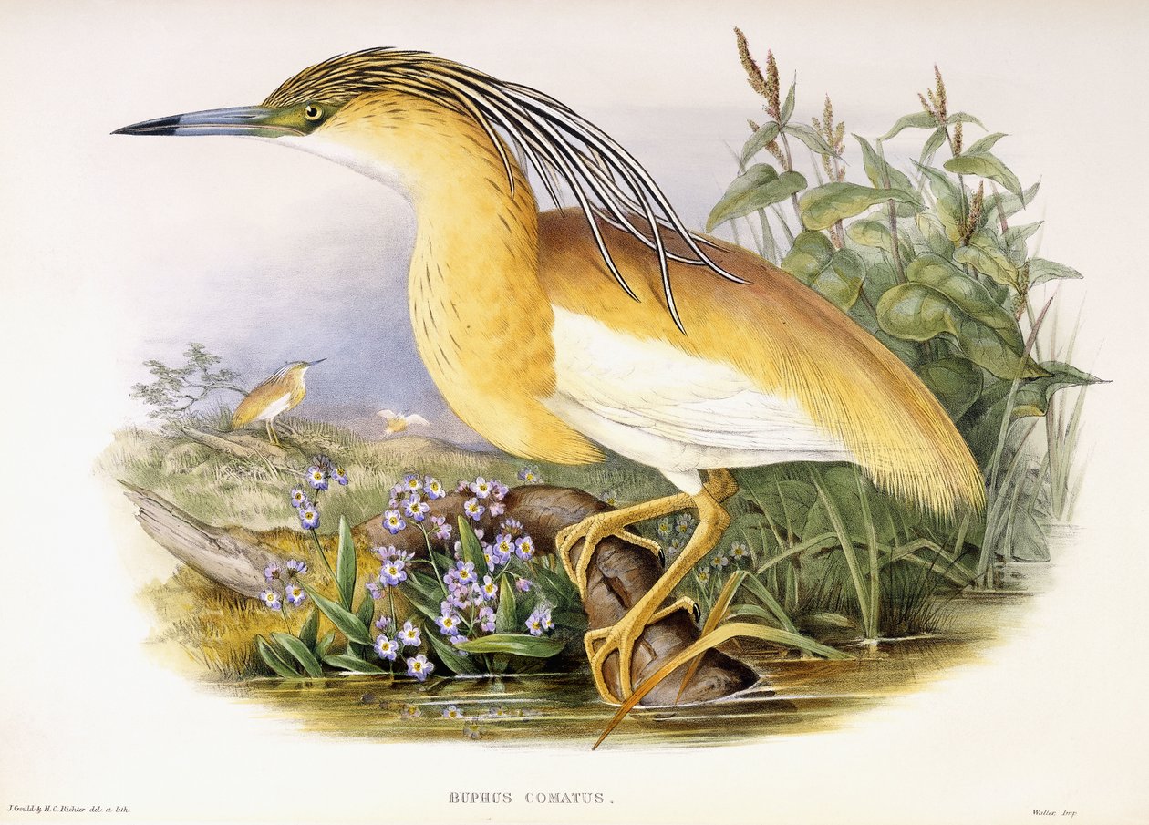 Buphus Comatus, ca. 1862-3 (håndfarget litografisk plate) av John and Richter Henry Constantine Gould