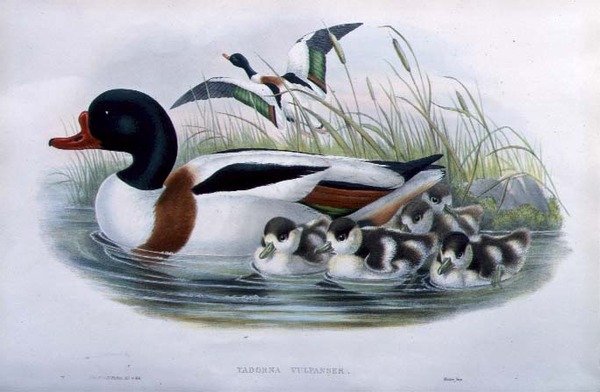 Sheldrake (Tadorna Vulpanser) (håndfarget litho) av John and Richter Henry Constantine (after) Gould