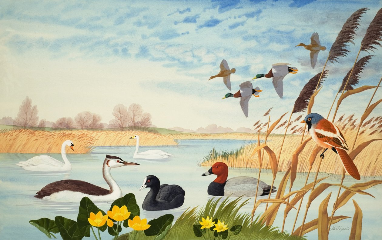  av John Rignall