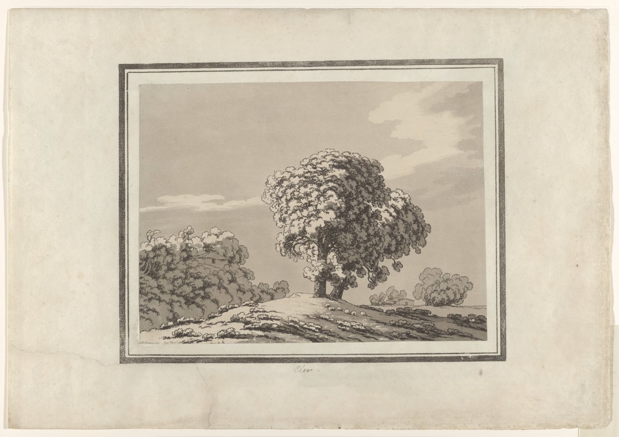 Elm av John Robert Cozens