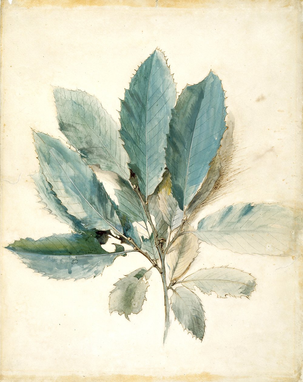 Kastanjeblader (penn, blekk og akvarell på hvitt papir) av John Ruskin