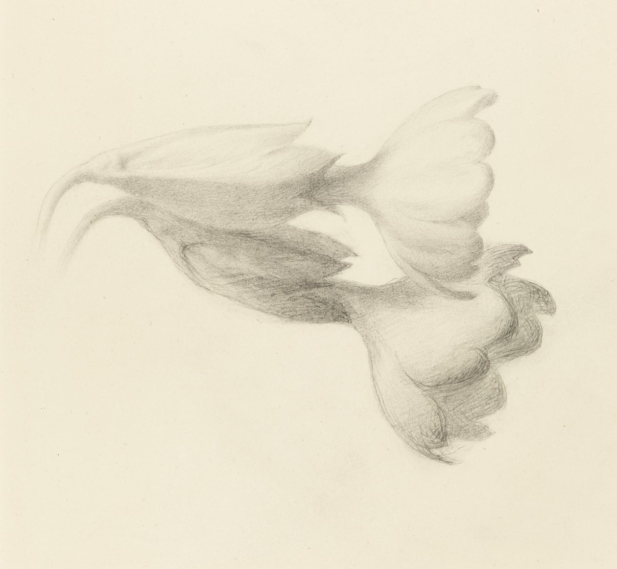 Cowslip Bells, sannsynligvis 1871 (grafitt på vevd papir) av John Ruskin