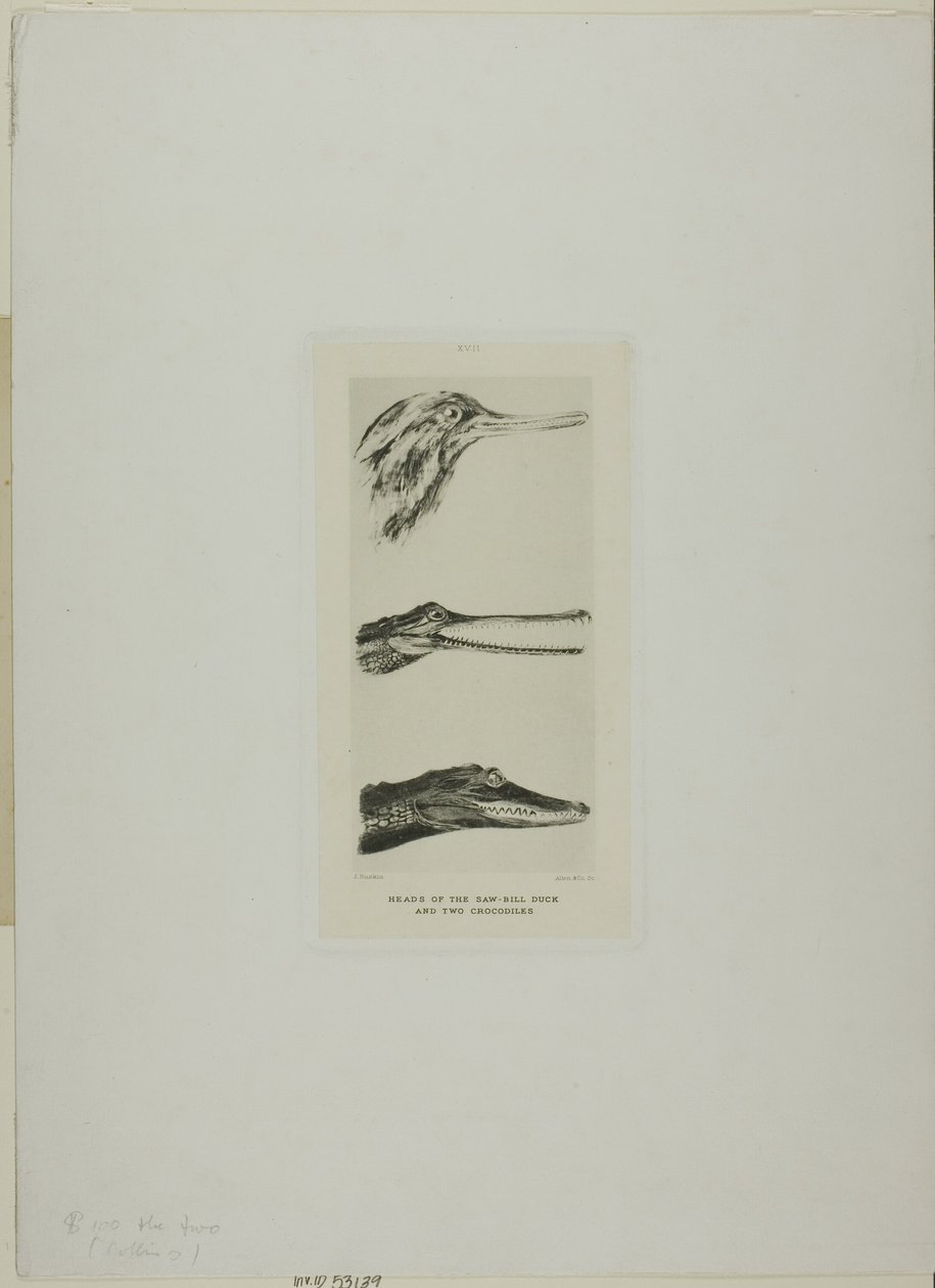  av John Ruskin
