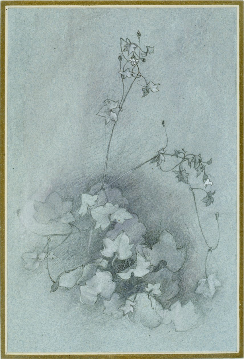 Ivy-Leaved Toadlin 