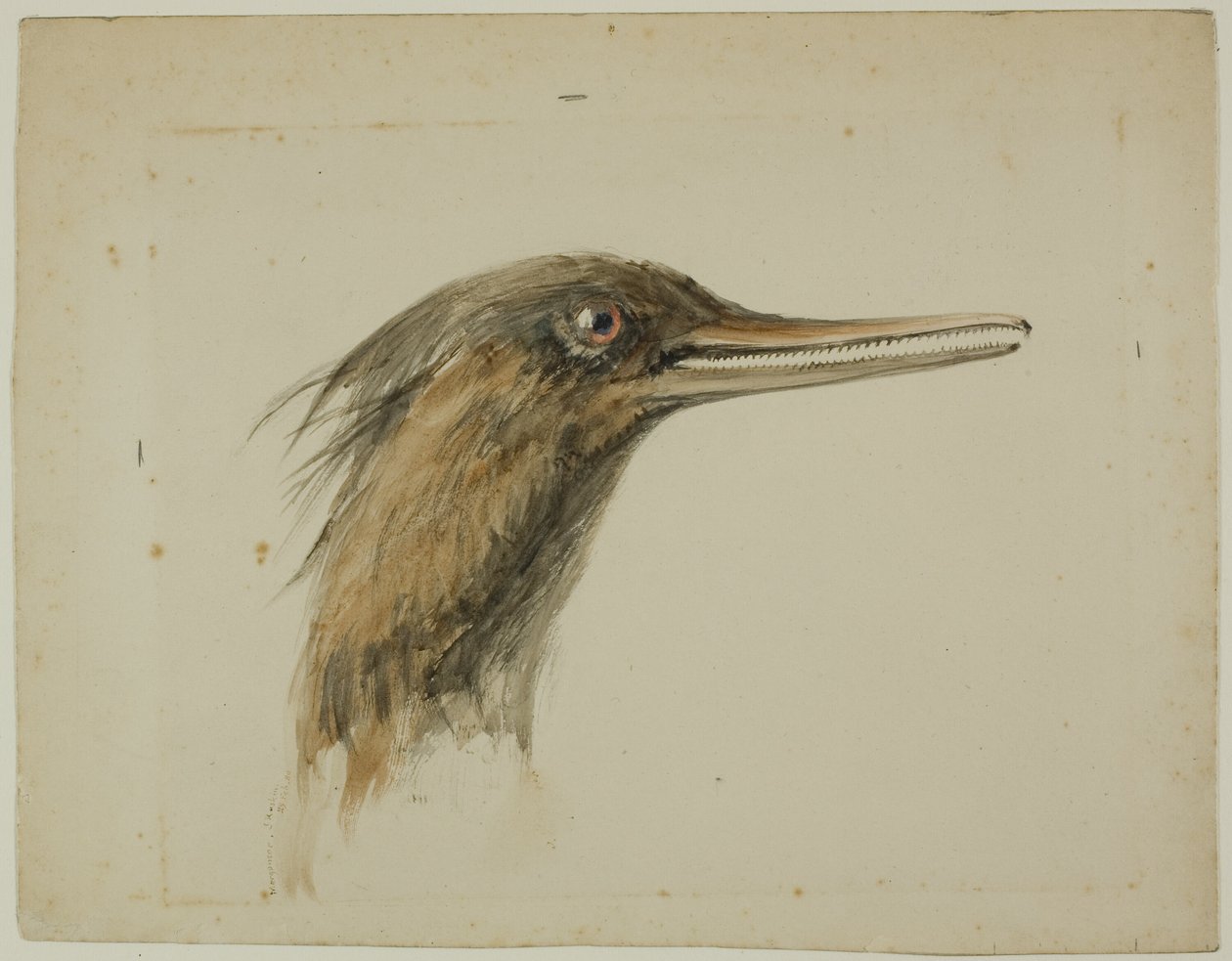 Merganser av John Ruskin