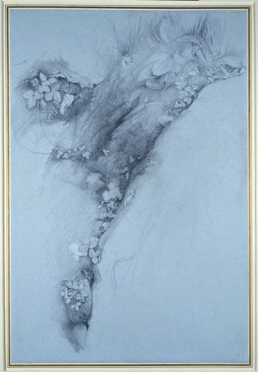 Mose og villjordbær av John Ruskin