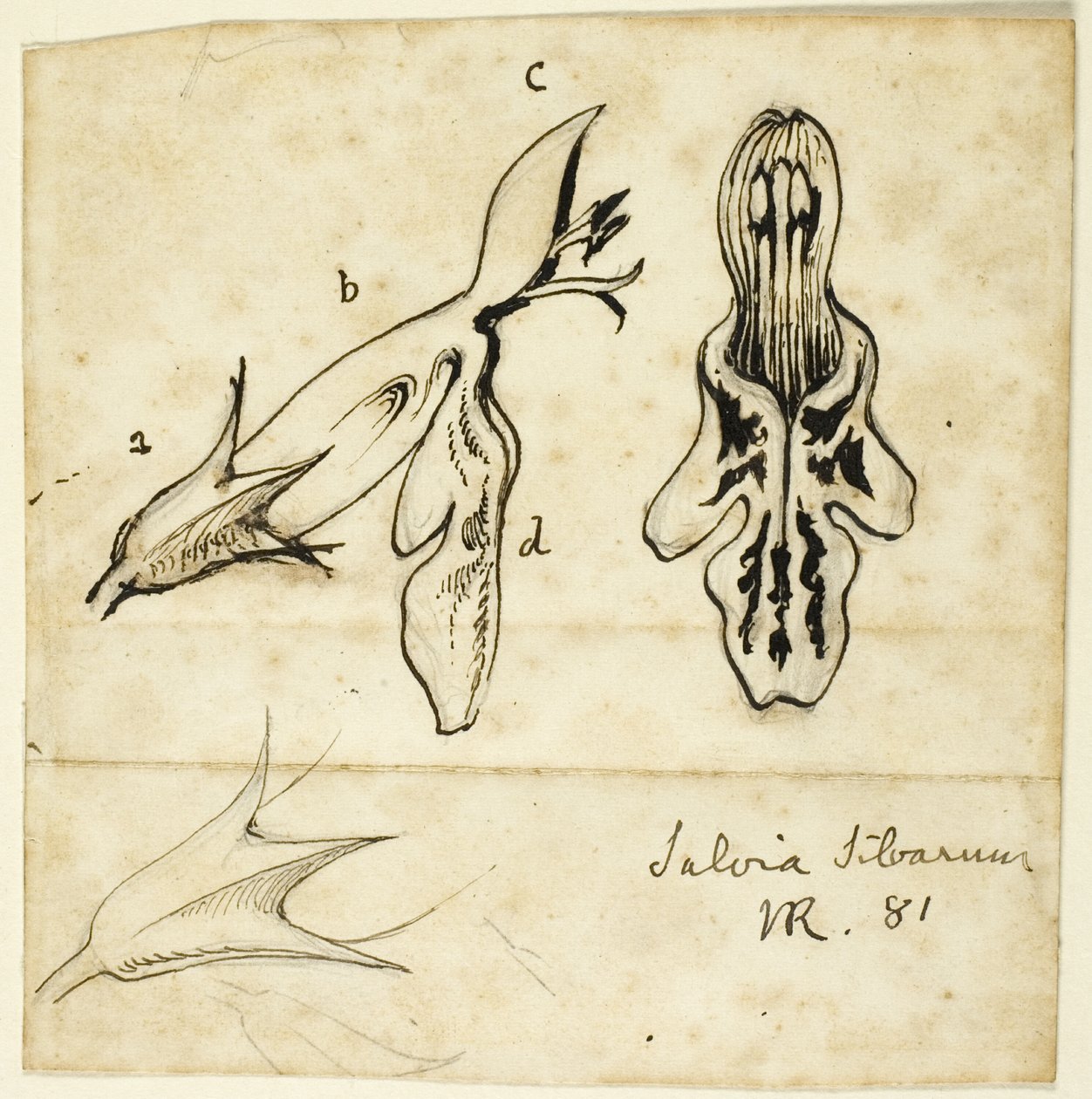 Sage of the woods av John Ruskin