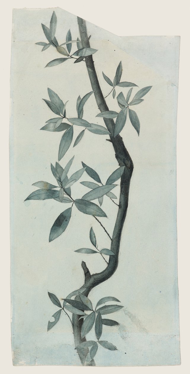 Study of Willow Leaves, ca. 1857 (blyant og akvarell på papir) av John Ruskin