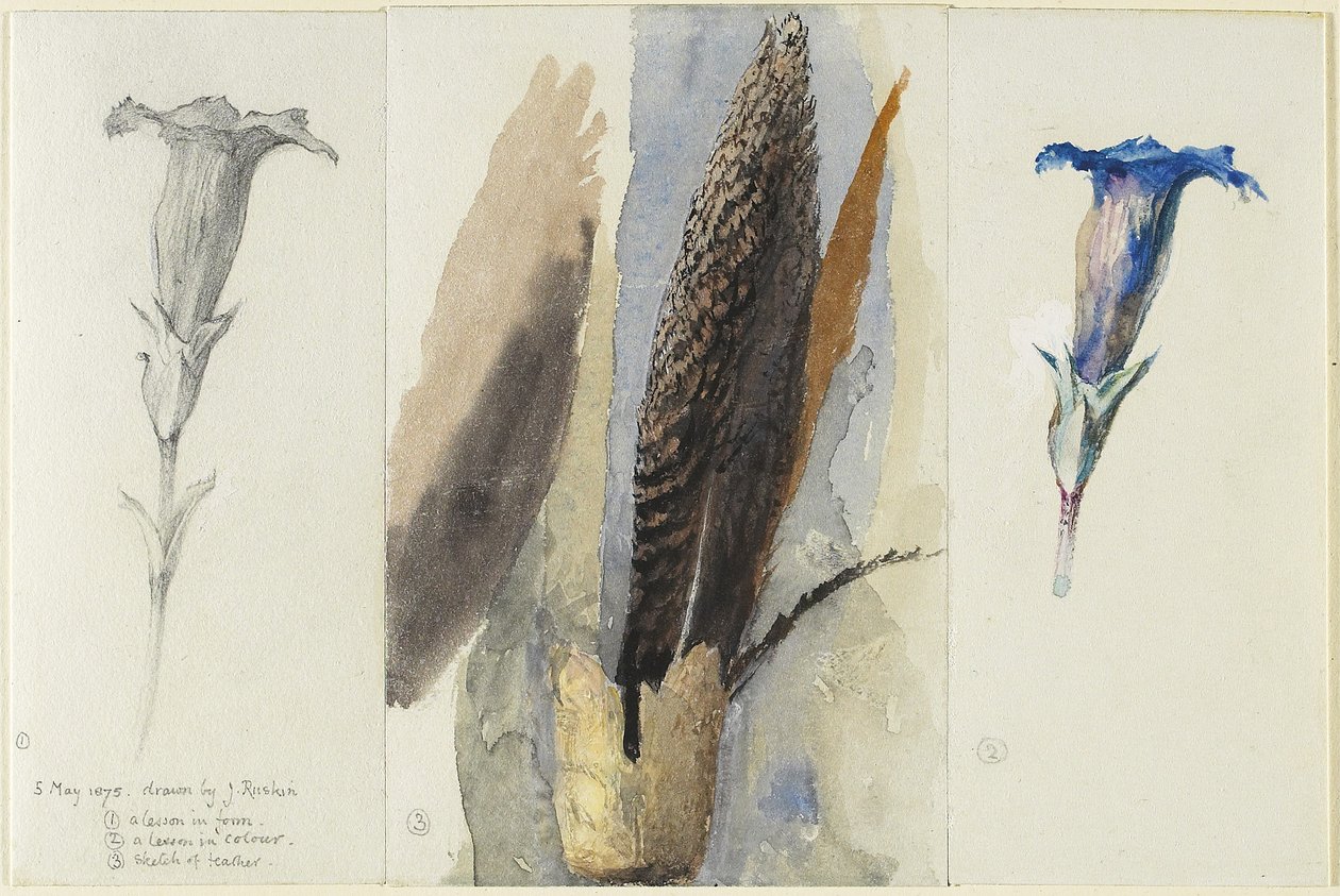 Studie av en fjær, flankert av to studier av en Gentian, 1875 (wc over grafitt, forsterket og korrigert med ugjennomsiktig hvitt på vevd papir) av John Ruskin