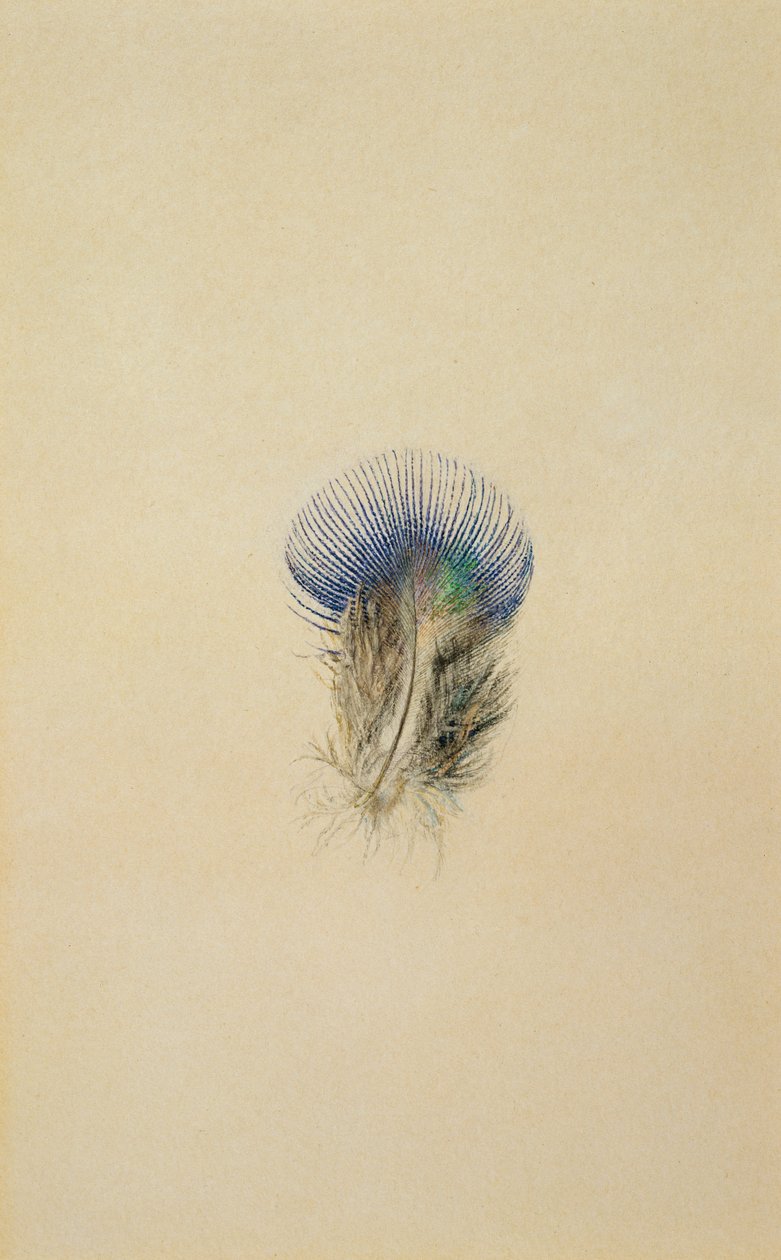 Studie av en påfuglfjær, 1873 av John Ruskin