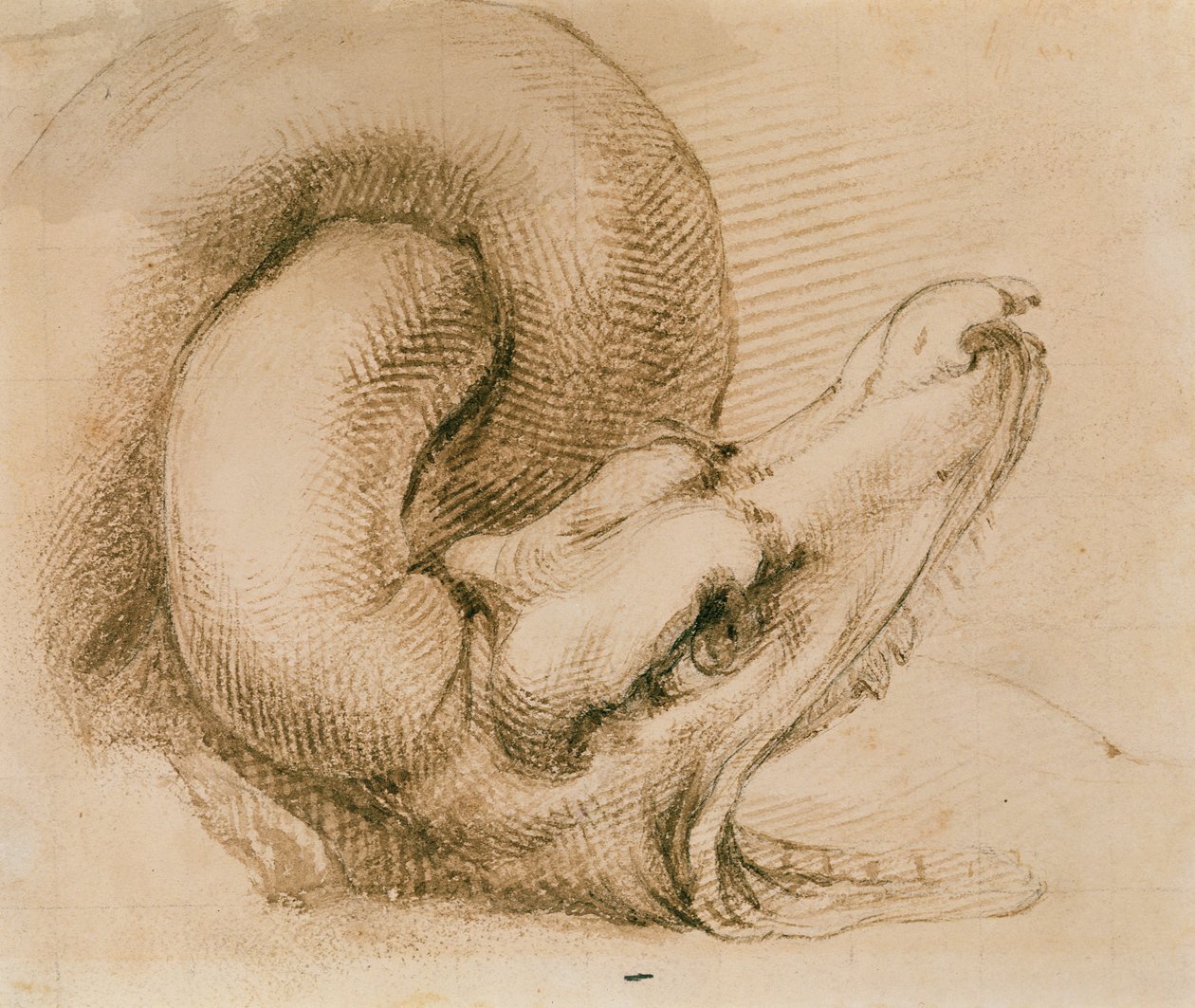 Studie av et dragehode etter Michelangelo (blekk på papir) av John Ruskin