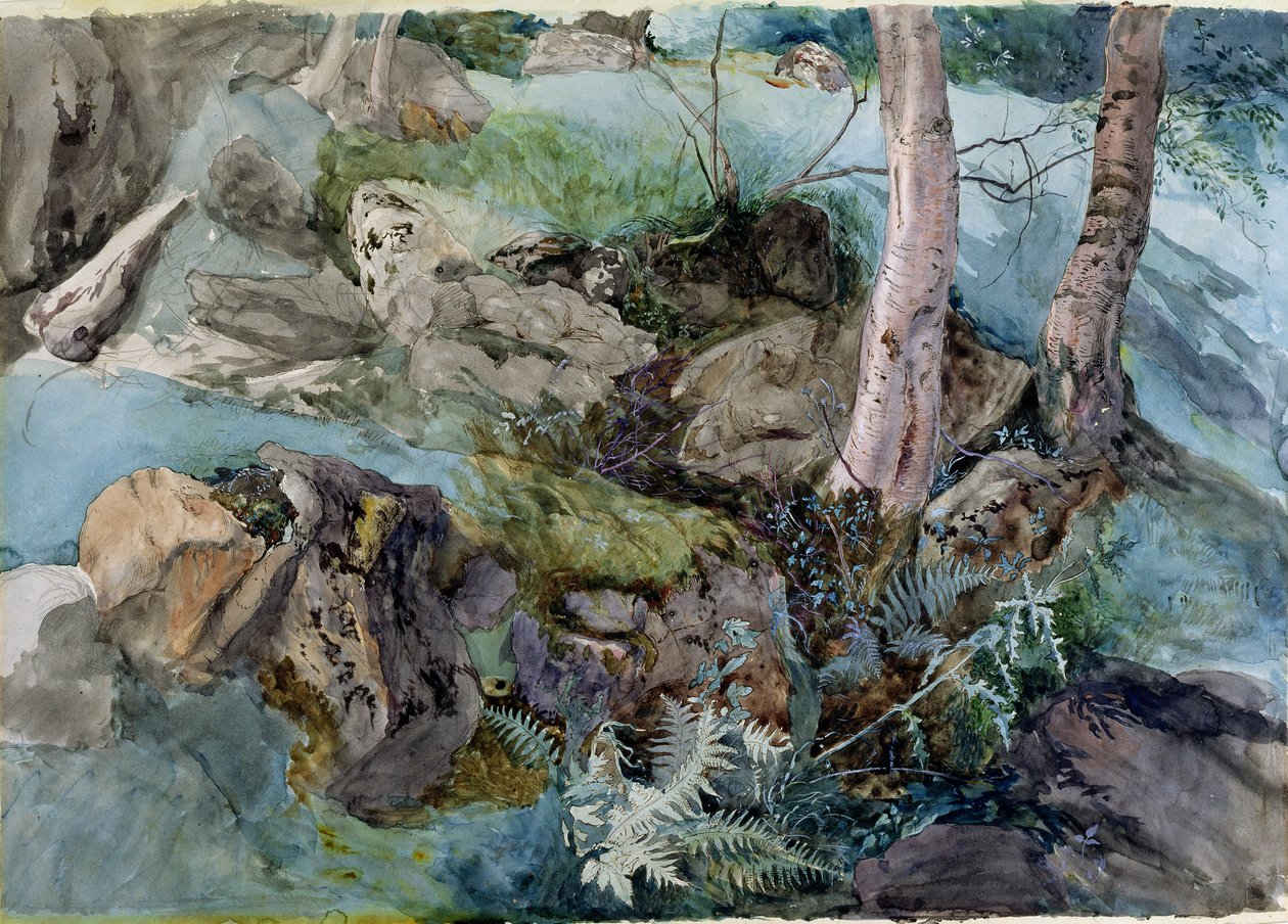 Studie av steiner og bregner i en skog ved Crossmount, Perthshire, 1843 (wc på papir) av John Ruskin
