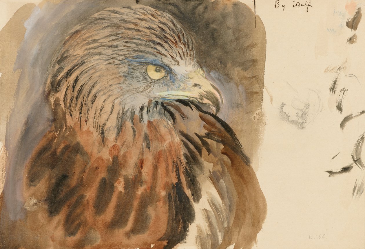 The Head of a Kite, from Life, 30. august-1. september 1870 (akvarell og kroppsfarge over grafitt på blekbrunt vevd papir) av John Ruskin