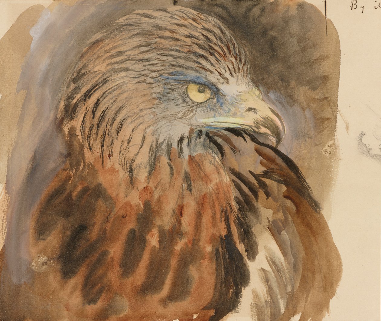 The Head of a Kite, from Life, 30. august-1. september 1870 (akvarell og kroppsfarge over grafitt på blekbrunt vevd papir) av John Ruskin