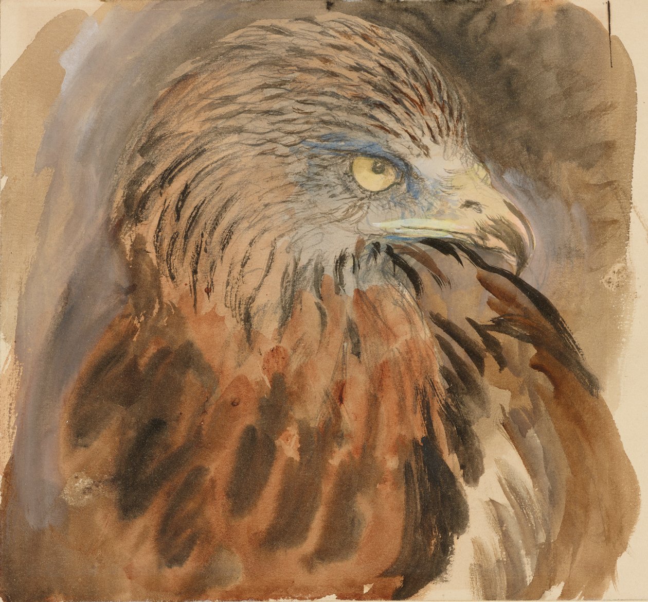 The Head of a Kite, fra Life, 30. august - 1. september 1870. av John Ruskin