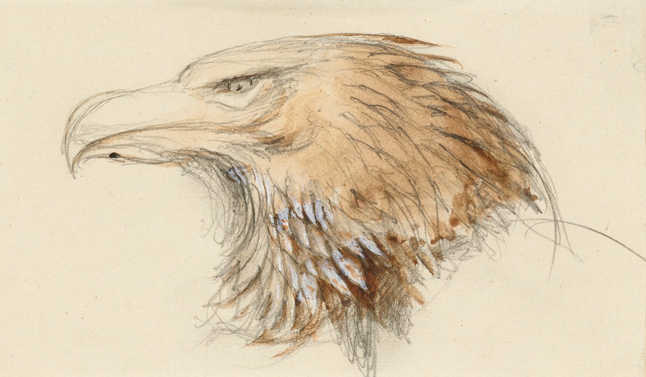 The Head of a common Golden Eagle, from Life, 8-11 september 1870 (akvarell og kroppsfarge over grafitt på vevd papir) av John Ruskin