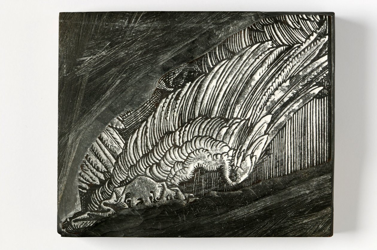 'Wing' fra Durer (gravert trekloss) av John Ruskin